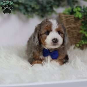 Donald, Mini Bernedoodle Puppy